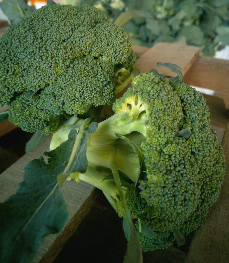 【热销】精品西兰花，耐寒优秀西蓝花产地直发，全国发货。