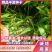推荐精选半夏种子，精选半夏种球，提供现代种植技术