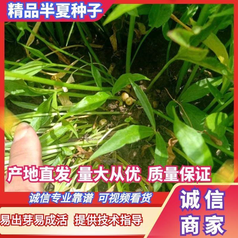 推荐精选半夏种子，精选半夏种球，提供现代种植技术