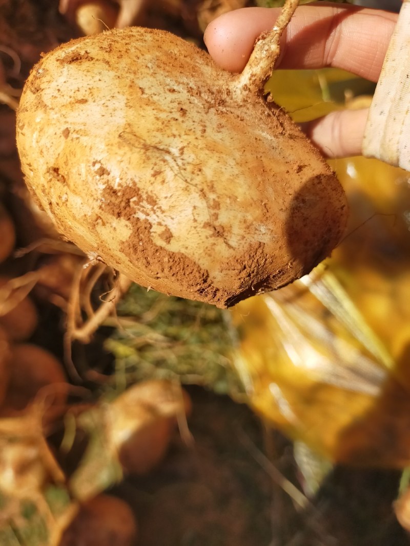 豆薯，土瓜，货源充足