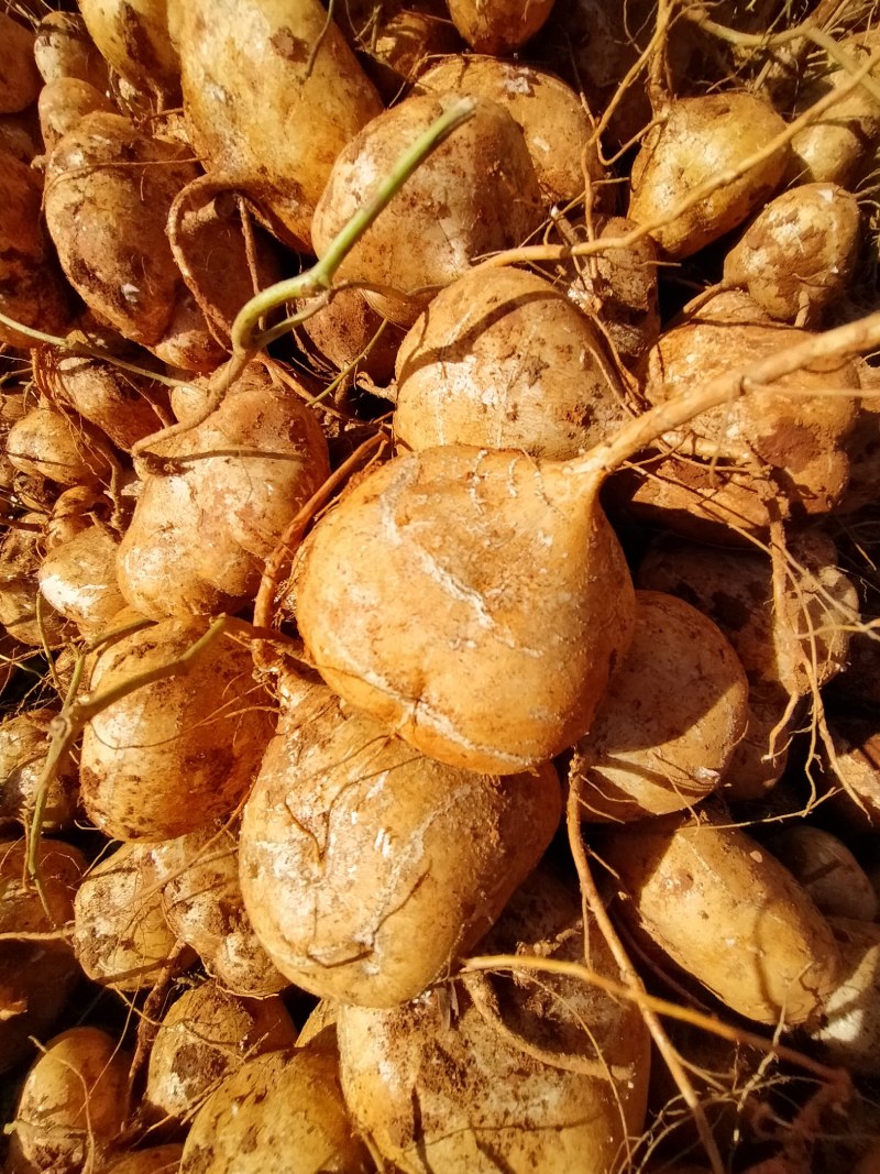 豆薯，土瓜，货源充足