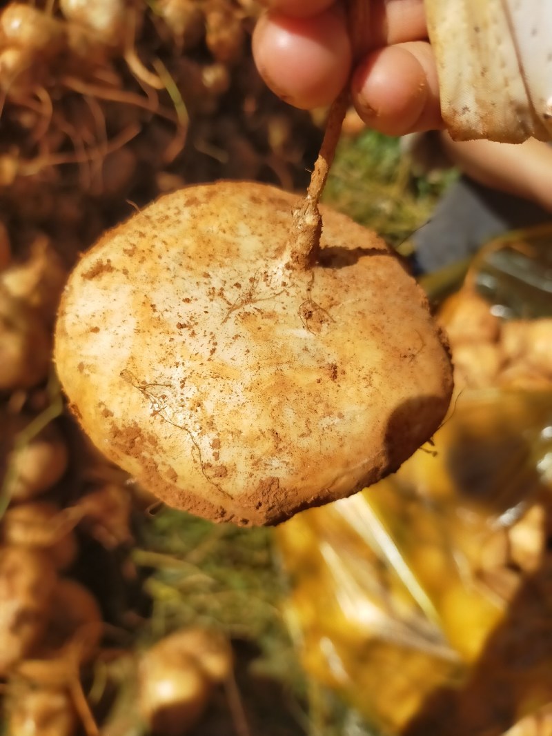豆薯，土瓜，货源充足