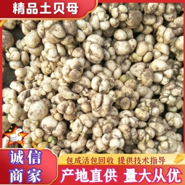 【推荐】优质贝母，土贝母，可做种苗，质量好，成活高