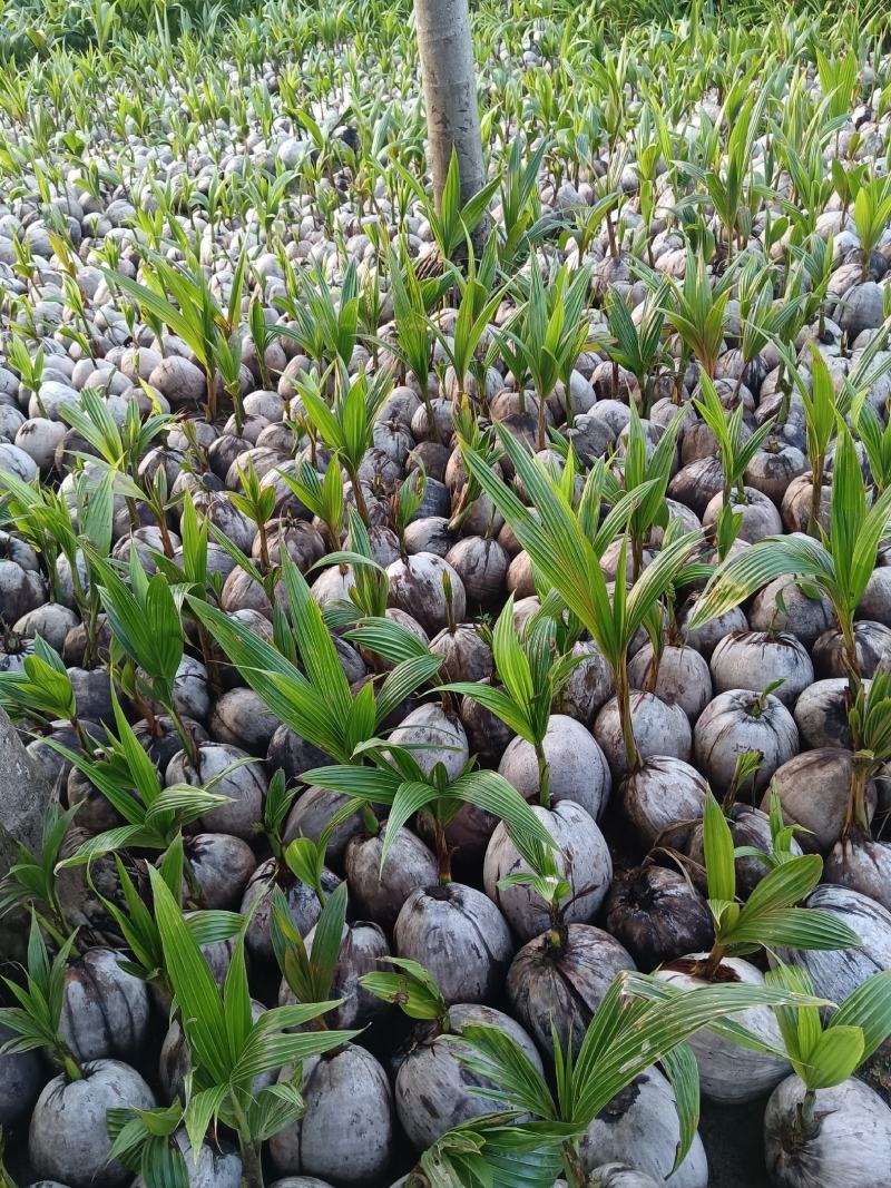 大量批发海南本地椰子苗，槟榔苗，各种水果苗