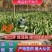 推荐射干种子，保证质量，提供技术，纯新射干种子