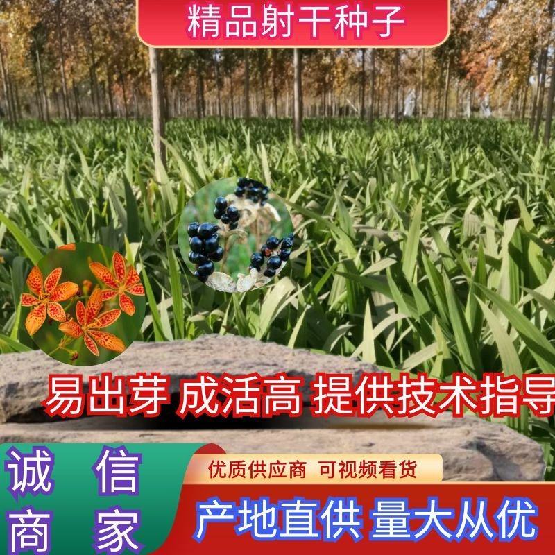 推荐射干种子，保证质量，提供技术，纯新射干种子
