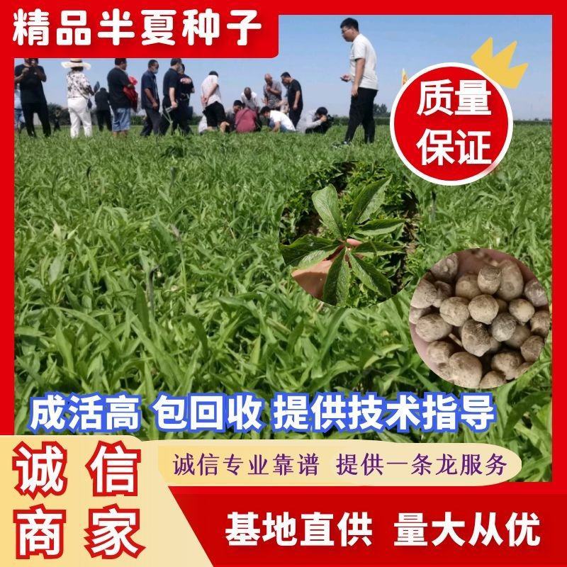 推荐半夏种子，优质半夏种子，技术指导，回收，诚信行天下