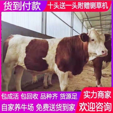 西门塔牛犊包运输费,买十头送一头,送铡草机,货到付款