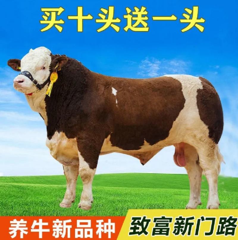 西门塔牛犊包运输费，买十头送一头，送铡草机，货到付款