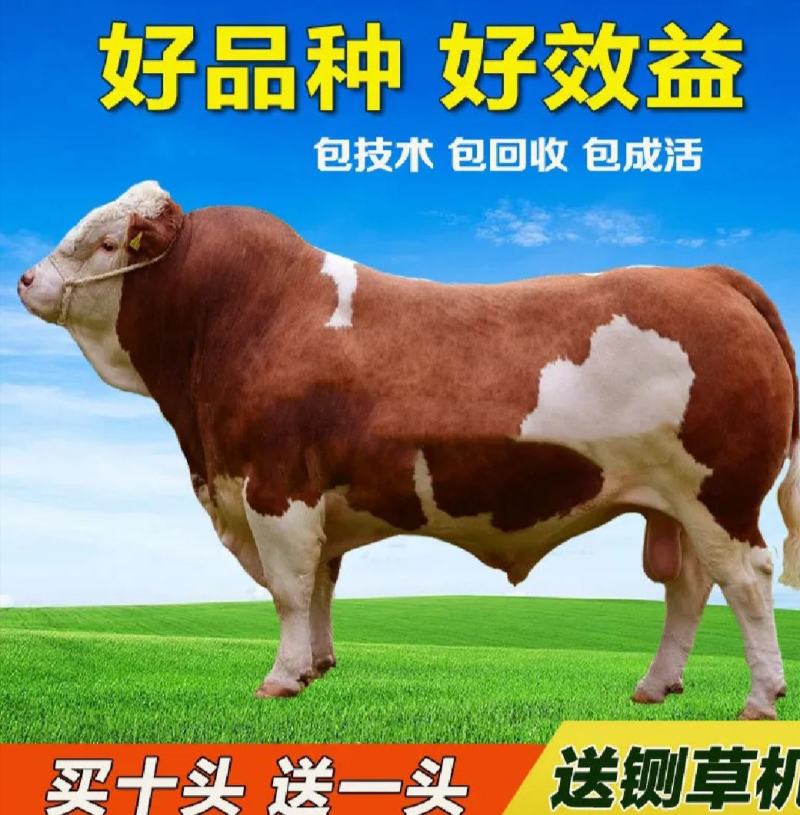西门塔牛犊包运输费，买十头送一头，送铡草机，货到付款
