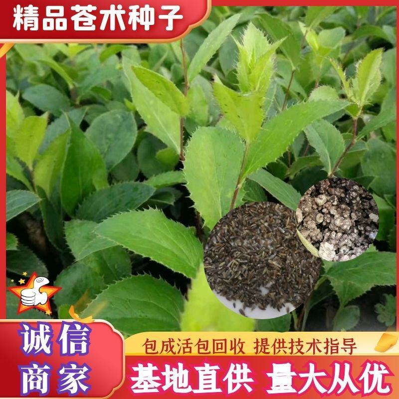 【推荐】苍术种子，北苍术，纯新种子保证质量假一赔十