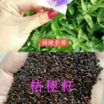 推荐提供技术，优质桔梗苗子，桔梗种苗，桔梗秧子