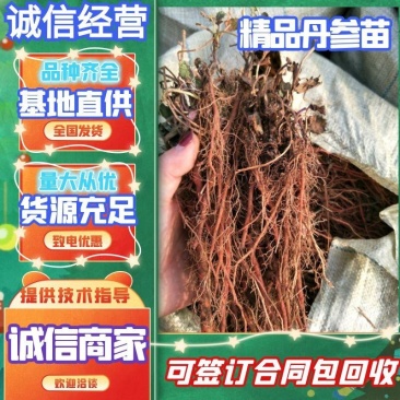 推荐丹参苗红皮丹参紫皮丹参签订回收合同提供技术勘察土质