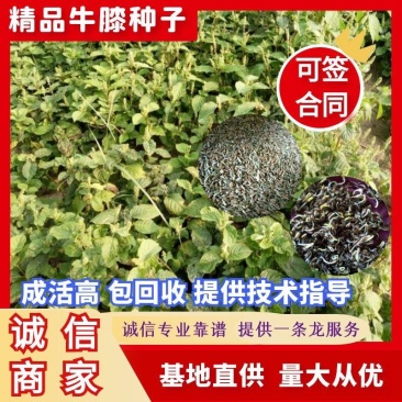 推荐牛膝种子，纯新牛膝种子，加工好的牛膝种子