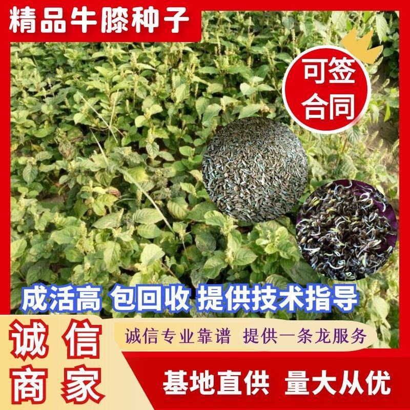 推荐牛膝种子，纯新牛膝种子，加工好的牛膝种子