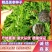 【推荐】优质苦参种子，保证质量批发零售，