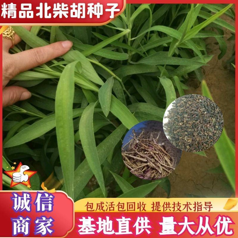 推荐北柴胡种子90%以上柴胡种子，31号柴胡种子