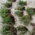 重唇石斛，新鲜货靓货