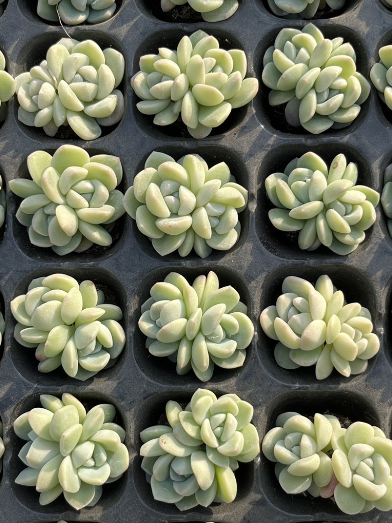多肉植物冰玉穴盘双头，控养时间长，如图所示
