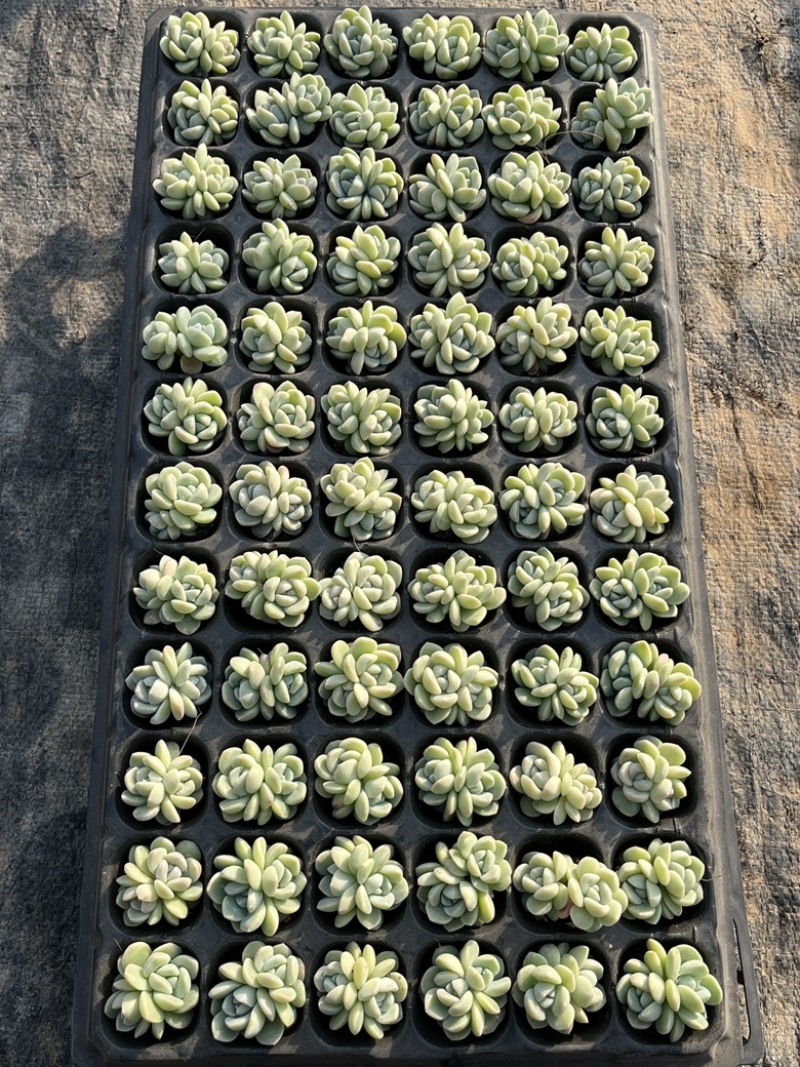 多肉植物冰玉穴盘双头，控养时间长，如图所示