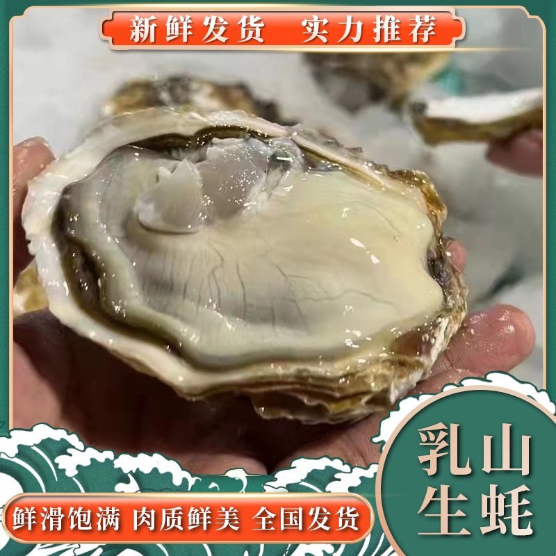 【推荐】三倍体生蚝乳山净化蚝高压锅烧烤生蚝全国发货