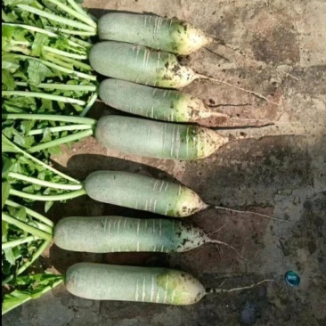 精品水果萝卜现货50吨左右
