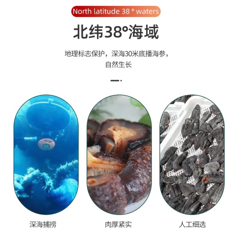 冰岛即食红极参加拿大即食海参散装批发一手货源
