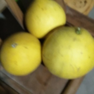 湖北蜜袖