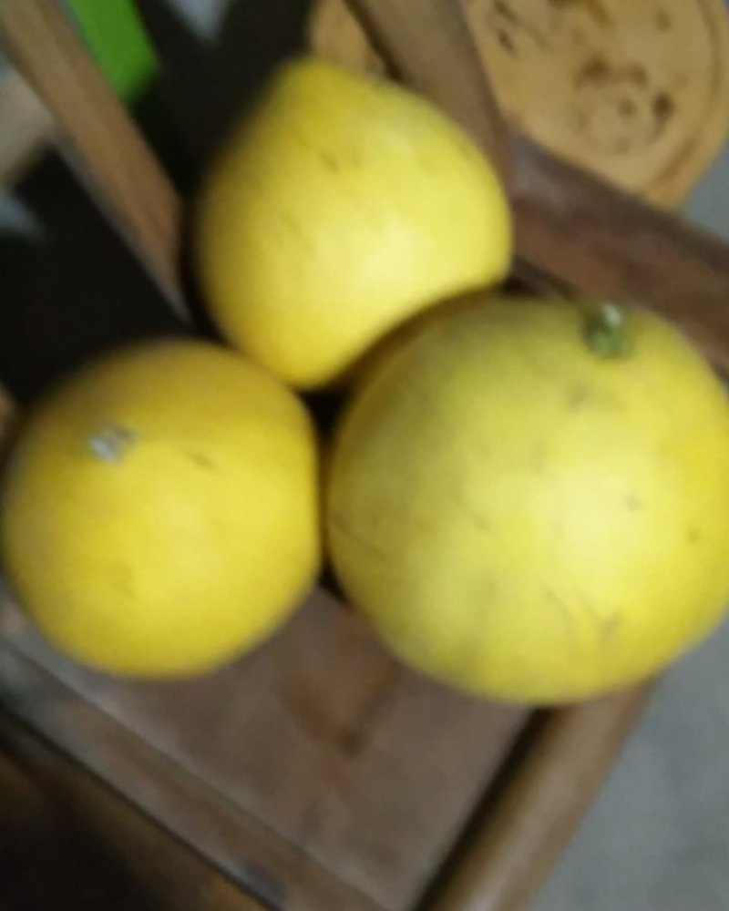 湖北蜜袖