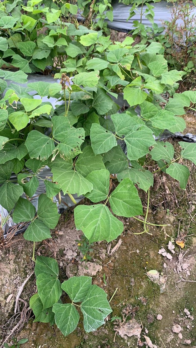 广东产豆薯凉薯已大量上市，鲜靓脆甜，品质优水份多
