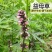 益母草种子苗阳台四季盆栽蔬菜种籽孑野菜春秋食用籽种药材