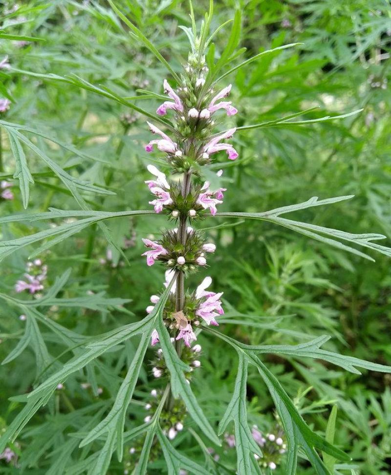 益母草种子苗阳台四季盆栽蔬菜种籽孑野菜春秋食用籽种药材