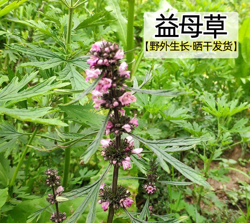 益母草种子苗阳台四季盆栽蔬菜种籽孑野菜春秋食用籽种药材