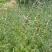 益母草种子苗阳台四季盆栽蔬菜种籽孑野菜春秋食用籽种药材