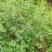 益母草种子苗阳台四季盆栽蔬菜种籽孑野菜春秋食用籽种药材
