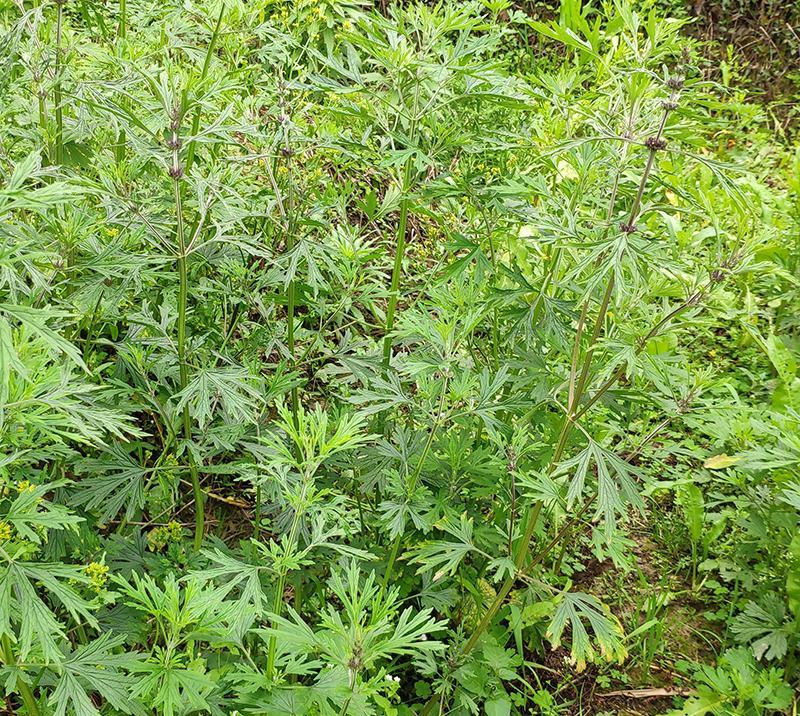 益母草种子苗阳台四季盆栽蔬菜种籽孑野菜春秋食用籽种药材