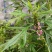 益母草种子苗阳台四季盆栽蔬菜种籽孑野菜春秋食用籽种药材