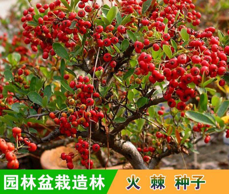 新采火棘种子火棘种籽林木树种沙棘围墙铁篱笆种子红刺木耐旱