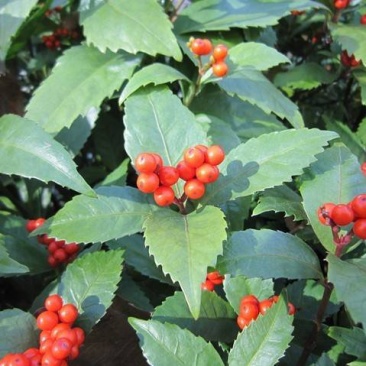 草珊瑚种子肿节风九节风九节茶节骨茶林下经济药材种子草珊瑚