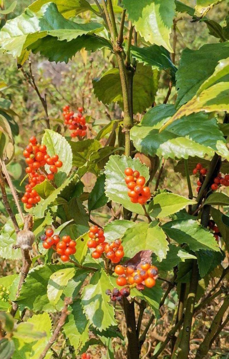 草珊瑚种子肿节风九节风九节茶节骨茶林下经济药材种子草珊瑚