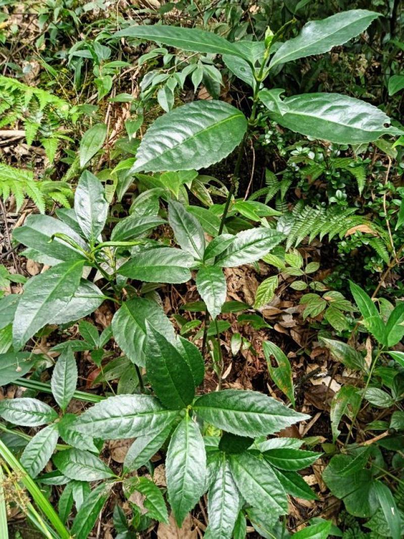 草珊瑚种子肿节风九节风九节茶节骨茶林下经济药材种子草珊瑚