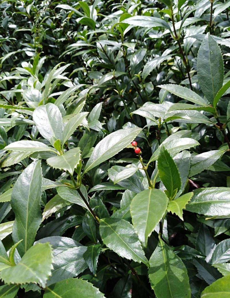 草珊瑚种子肿节风九节风九节茶节骨茶林下经济药材种子草珊瑚