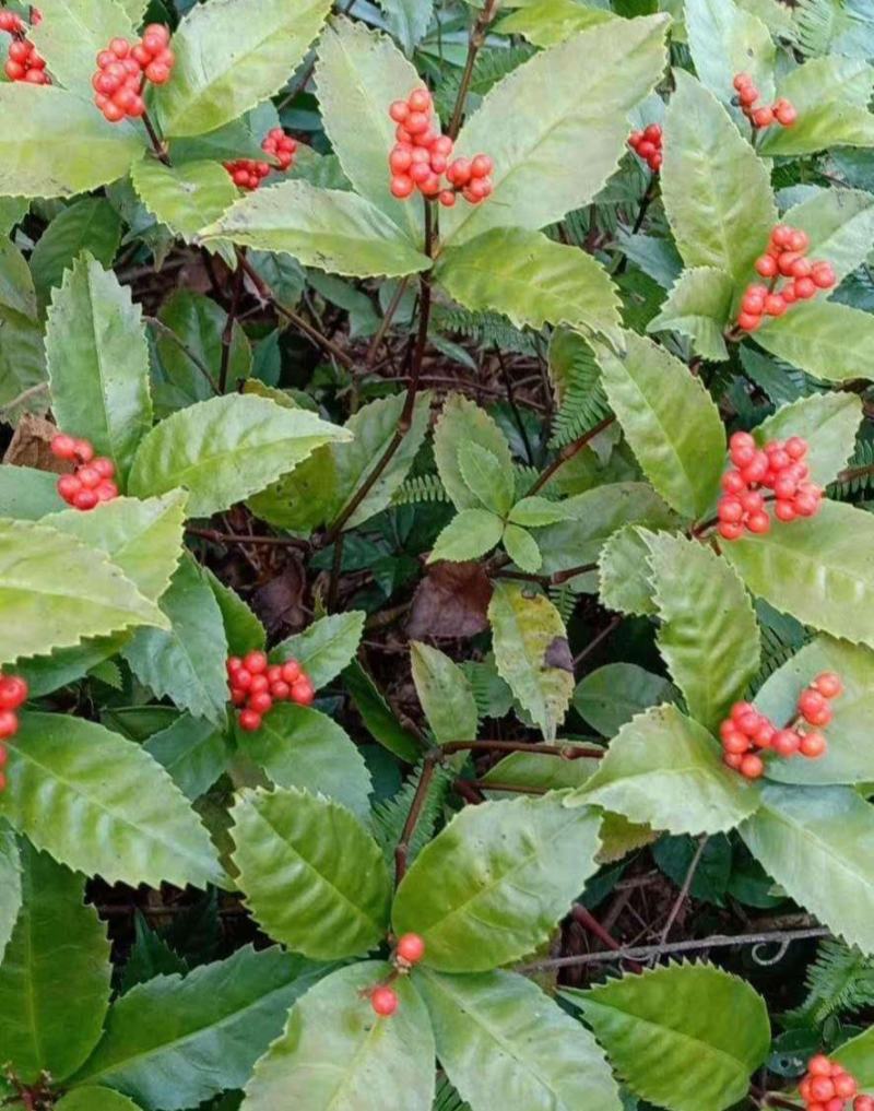 草珊瑚种子肿节风九节风九节茶节骨茶林下经济药材种子草珊瑚