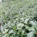 草珊瑚种子肿节风九节风九节茶节骨茶林下经济药材种子草珊瑚