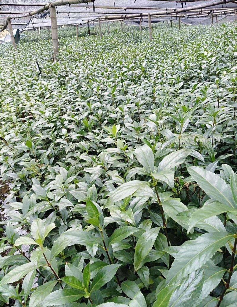 草珊瑚种子肿节风九节风九节茶节骨茶林下经济药材种子草珊瑚