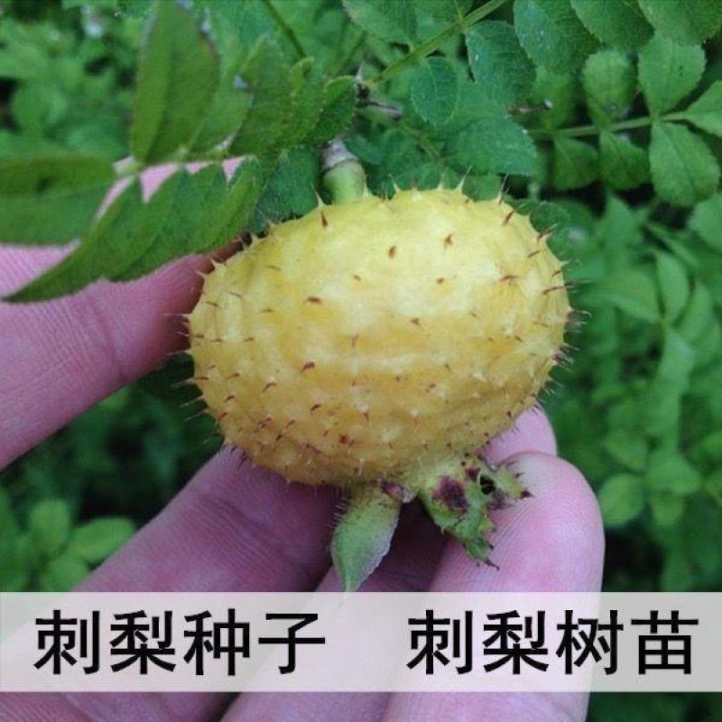 刺梨种子刺梨果种子刺梨子种子刺梨树种子刺梨种子