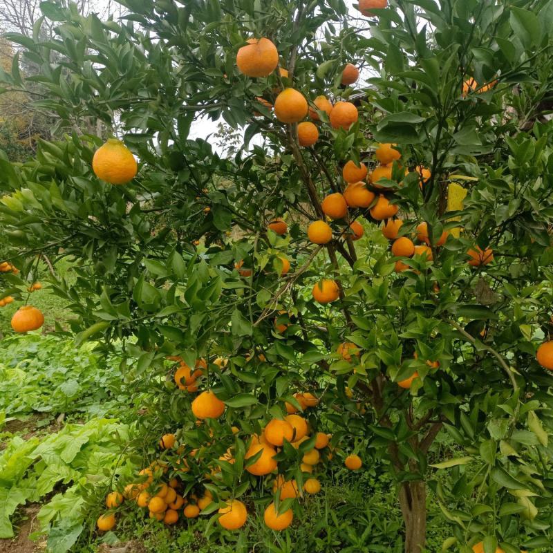 耙耙柑