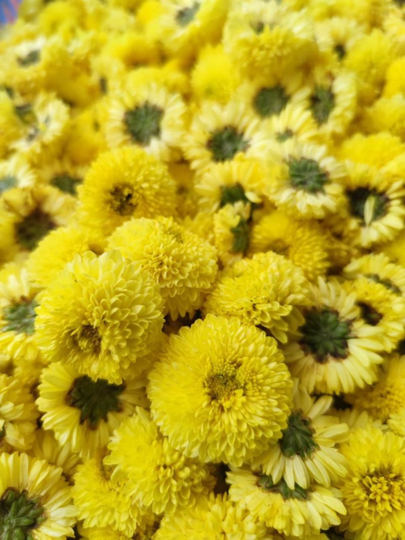 罗浮山金丝皇菊系列产品