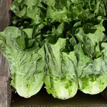 生菜精品意大利生菜大量上市一手货源质量有保证全国发