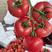 山东硬粉西红柿🍅暖棚货，二穗果，质量正好时